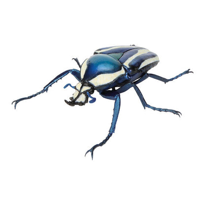 Ikimono Daizukan Beetle 11 gashapon - capsule and display presentation
